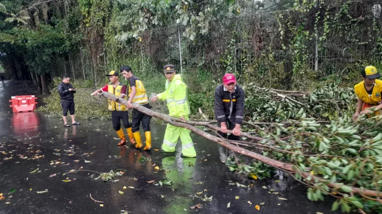 Pohon Tumbang di Enam Titik di Cidadap, Akses menuju Lembang Sempat Tertutup