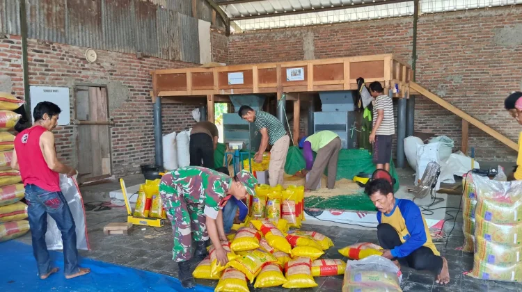 Babinsa Pusakanagara Laksanakan Pendampingan  Produsen Benih Padi