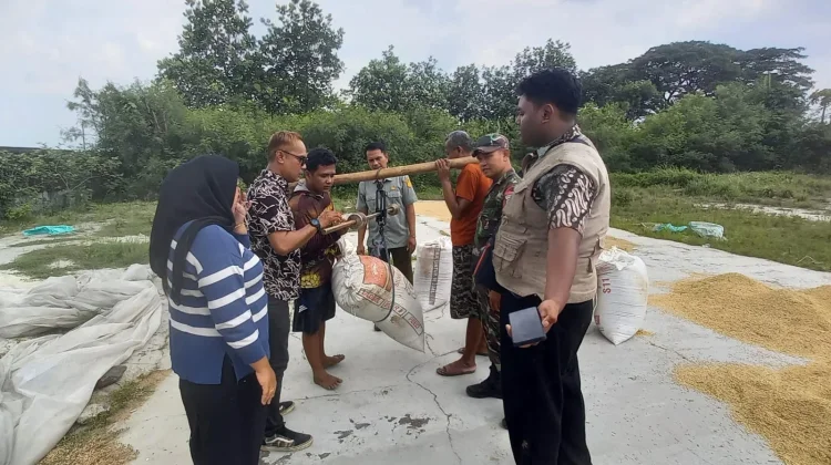 Melalui Babinsa, Kodim 0605/Subang Lakukan Pendampingan Serap Gabah Petani
