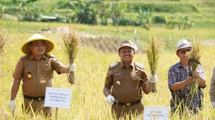 Bupati Sumedang Dorong Tanam Benih Langsung, Panen Padi Tabela Jadi Percontohan