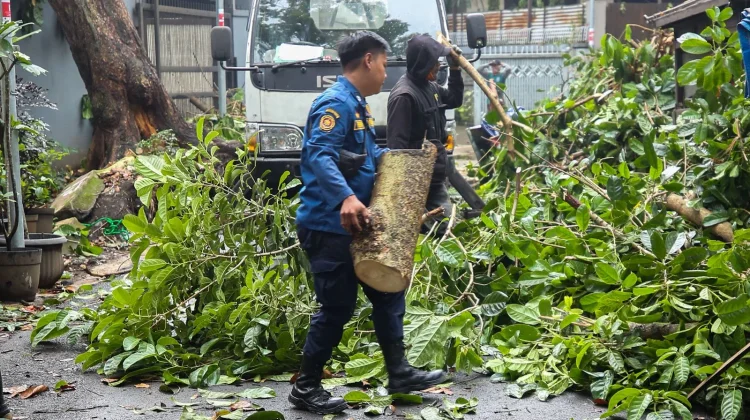Diskarmatan Bandung Tangani 87 Kejadian Dampak Cuaca Ekstrem, 39 Pohon Tumbang