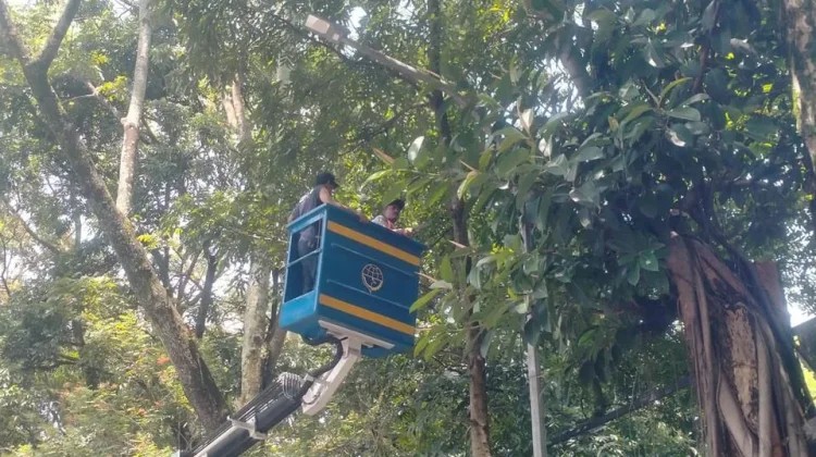 Pemkot Bandung Percepat Penanganan PJU Tertutup Pohon