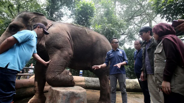 Vantara Dukung Pemeriksaan Kesehatan Satwa Bandung Zoo