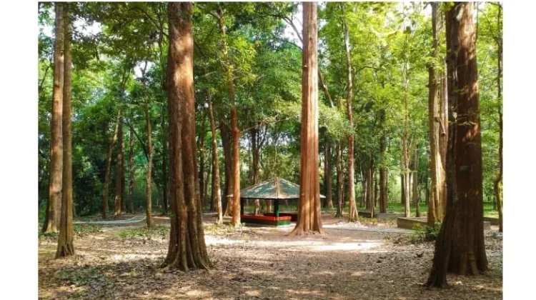 Pohon Jati Bernilai Ekonomi Tinggi dan Berkelanjutan