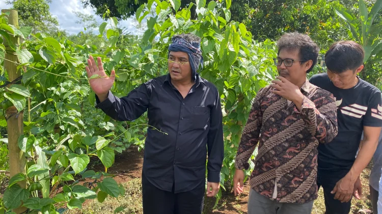 Potensi Ekonomi Sektor Pertanian, Diky Candra Bidik Pengembangan “Sacha Ichi”