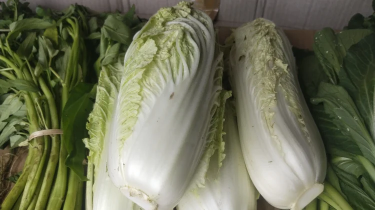 Mengenal Ragam Nutrisi dan Manfaat Sawi Putih
