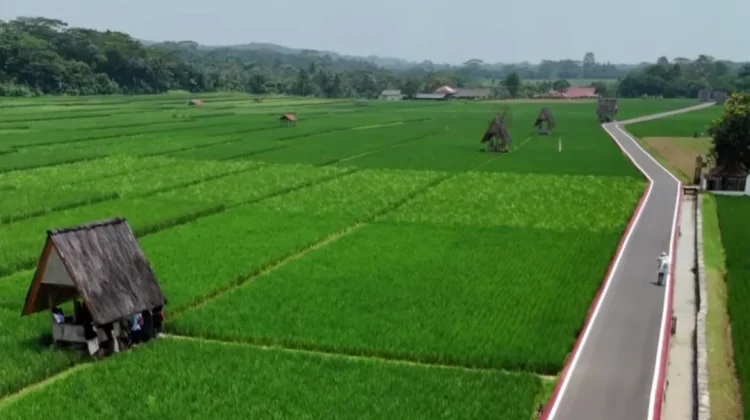 Menikmati Indahnya Pemandangan Sawah Lembur Pakuan Subang