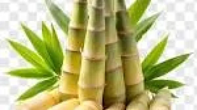 Manfaat Rebung untuk Kesehatan Tubuh