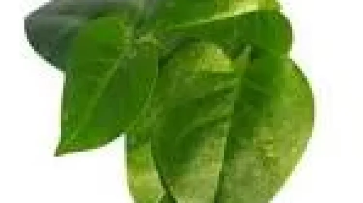 Manfaat daun Binahong untuk Kesehatan Tubuh