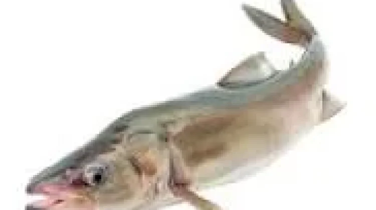Jenis Ikan Kaya Nutrisi yang Baik Dikonsumsi