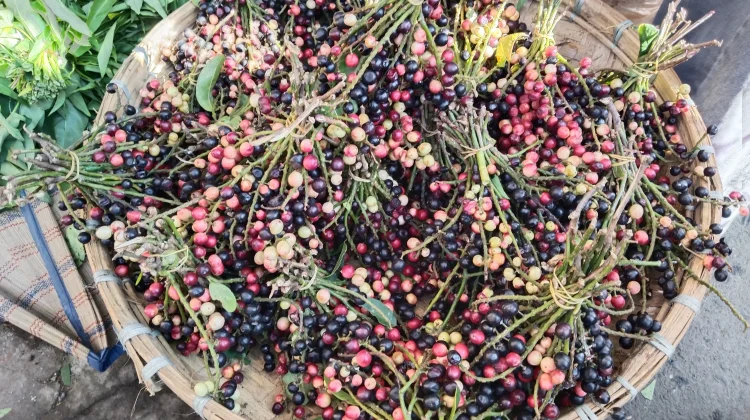 Wuni merupakan Buah Tradisional Indonesia yang Mulai Langka