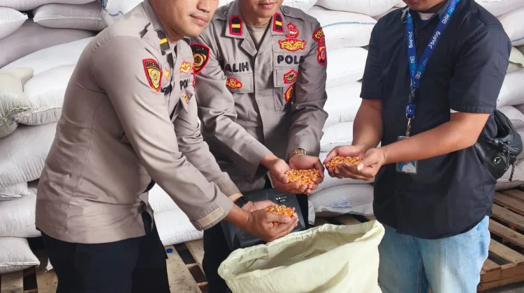 Ketahanan Pangan, Polisi Dampingi Penyerapan Jagung Hasil Panen Petani