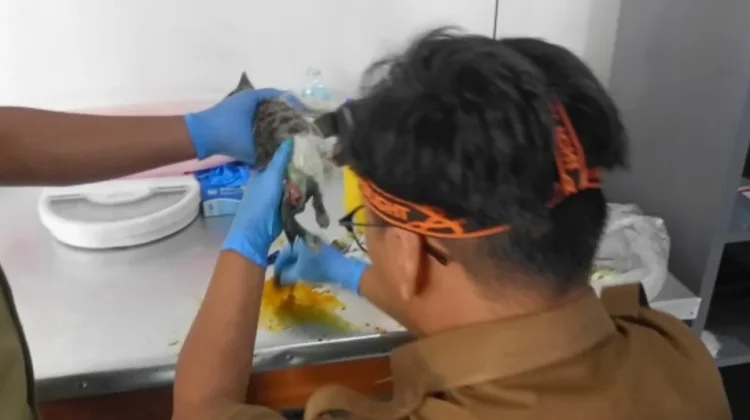Unit Pelayanan Hewan Buka Layanan Pemeriksaan