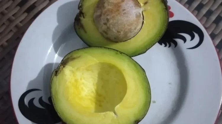 Alpukat : Buah yang tidak Manis Bernutrisi