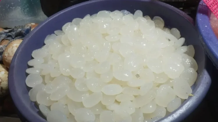 Cangkalèng Biji Buah Aren, Putih, Kenyal Bernutrisi
