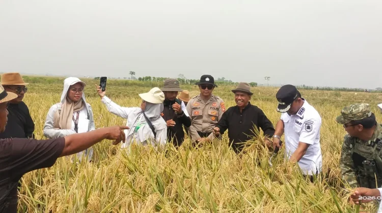 Babinsa Koramil Pusakanegara, Gelar Giat Pendampingan Panen Raya
