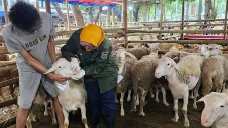 Pemeriksaan Kesehatan Hewan Kurban Diintensifkan Dispernakan KBB