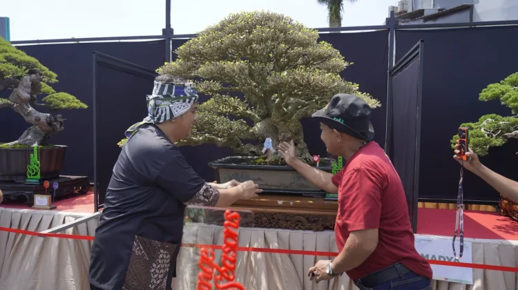Pameran Bonsai Tasikmalaya, Diky Candra: Tidak Hanya Hobi, tapi Berdampak Ekonomis
