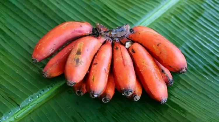 Pisang Merah Aman Dikonsumsi dan Kaya Nutrisi