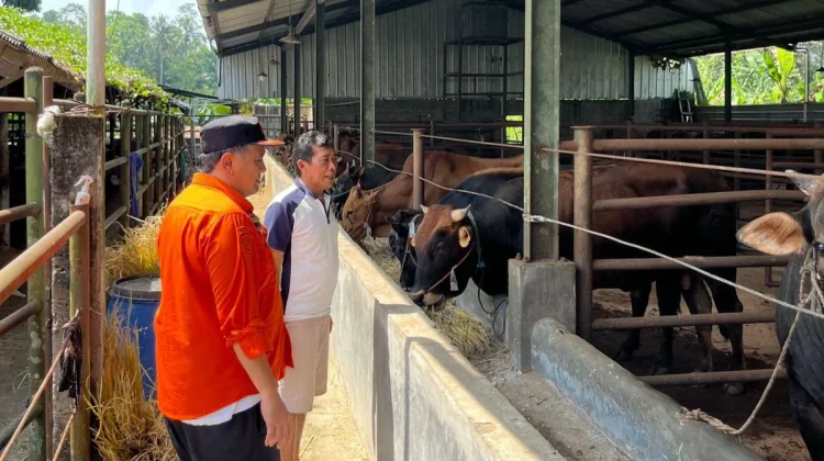 Menjelang Iduladha, Wakil Wali Kota Tasikmalaya Cek Hewan Kurban di Pedagang Hewan