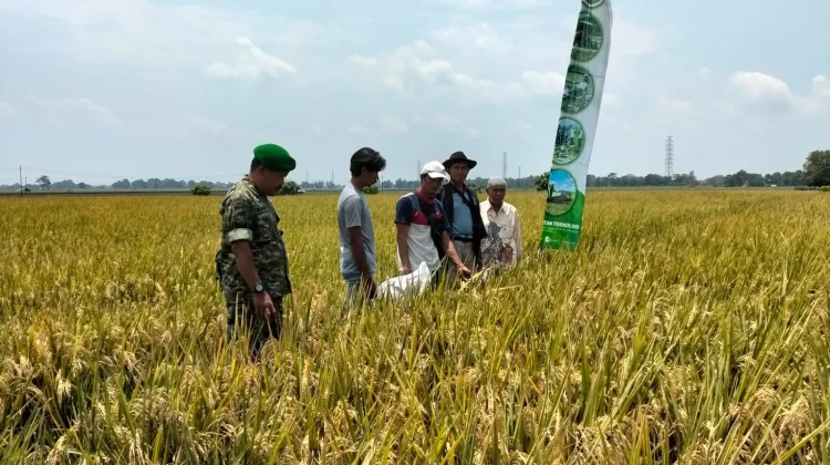 Babinsa Koramil Pagaden Bantu Poktan Panen Padi