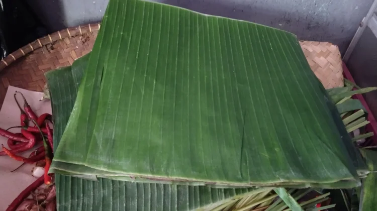 Sekilas Tentang Kegunaan dan Manfaat Daun Pisang