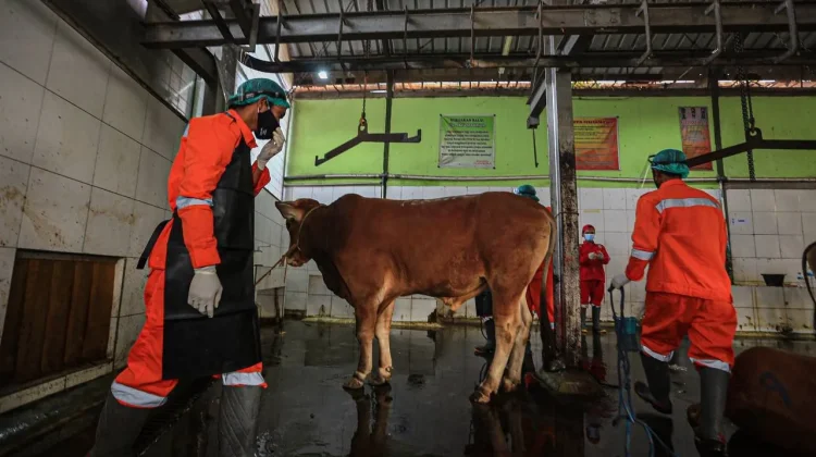 DKPP Kota Bandung Siapkan 25 Ribu Kalung Sehat Hewan Kurban