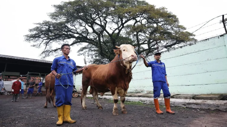 DKPP Kota Bandung Terjunkan 176 Petugas Periksa Hewan Kurban