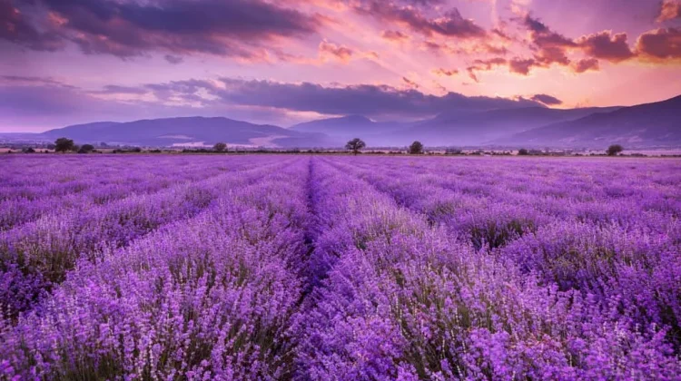 Khasiat Lavender untuk Kesehatan