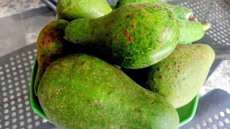 Buah Alpukat Selain Lezat Banyak Manfaat untuk Kesehatan