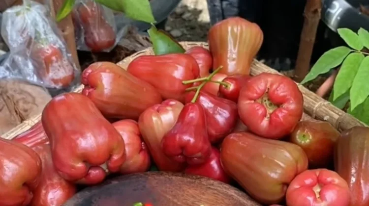 Sekilas Tentang Nutrisi yang Terkandung dalam Jambu Air