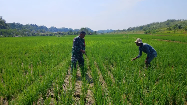 Babinsa Koramil 0501/Subang, Bantu Petani Siang Gulma di Tanaman Padi