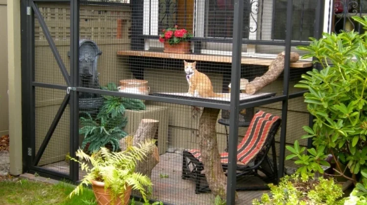 Peneliti Temukan Cara Sederhana Bikin Kucing Lebih Panjang Umur