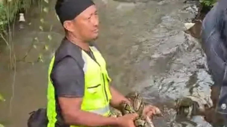 Ular Sanca Kembang Sepanjang 4 Meter Ditangkap Warga