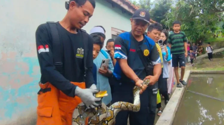 Warga Heboh, Sanca Berukuran Besar Masuk Kandang Ternak