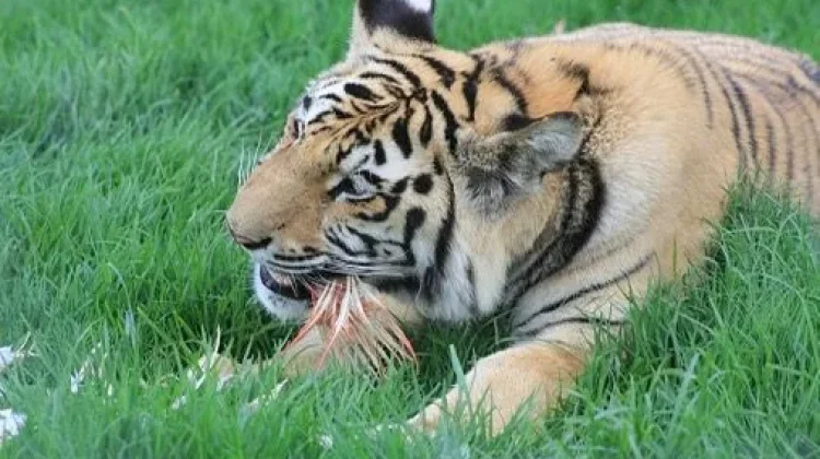 Harimau dan Rumput: Bukan Menu, tapi Obat Sesekali