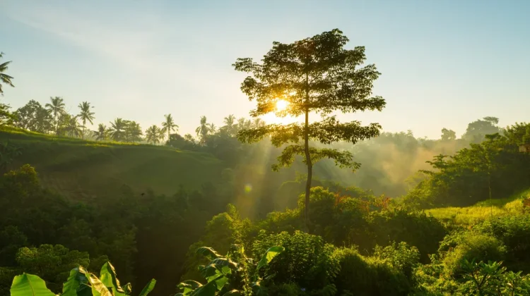 Memaknai Gerakan ’Go Green’