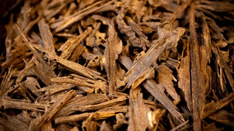Harga Oud Bisa Capai Ratusan Juta, Ini Alasannya
