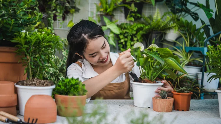 Cara Menanam Sayuran di Rumah, Mudah dan Cocok untuk Pemula