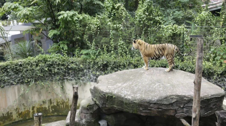 Pemkot Bandung Ajukan Perpanjangan Lelang Pengelola Kebun Binatang