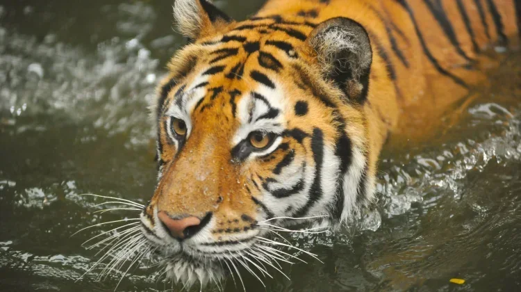 Belum Diputuskan, Ada Lima Pihak Mendaftar Seleksi Pengelola Baru Bandung Zoo