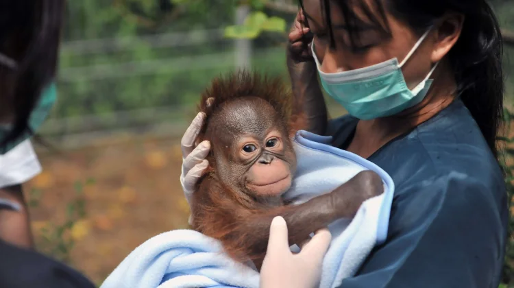 Belum Ada Pengelola Baru, Kondisi Satwa Bandung Zoo Sehat dan Stabil