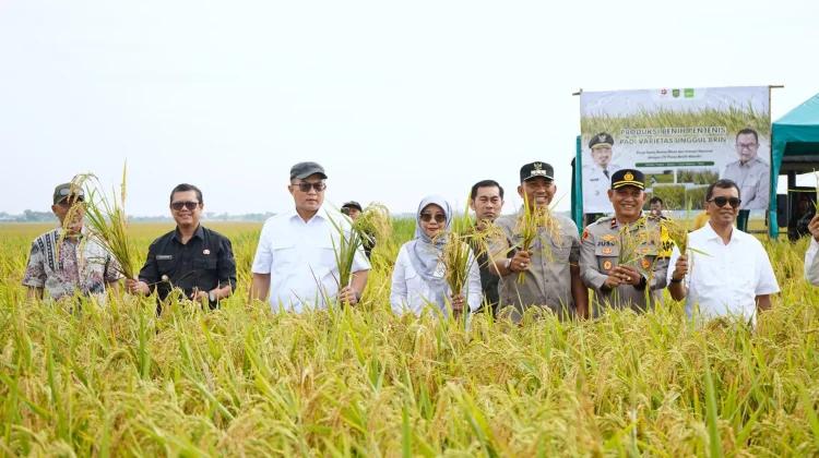 BRIN Panen Perdana, Hasil Riset Empat Benih Varietas Padi Unggul