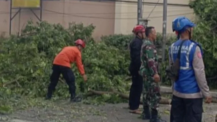 Belasan Orang Terluka akibat Pohon Lapuk Tumbang di Cimahi
