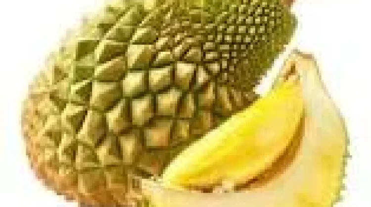 Manfaat Buah Nangka untuk Kesehatan Tubuh Manusia