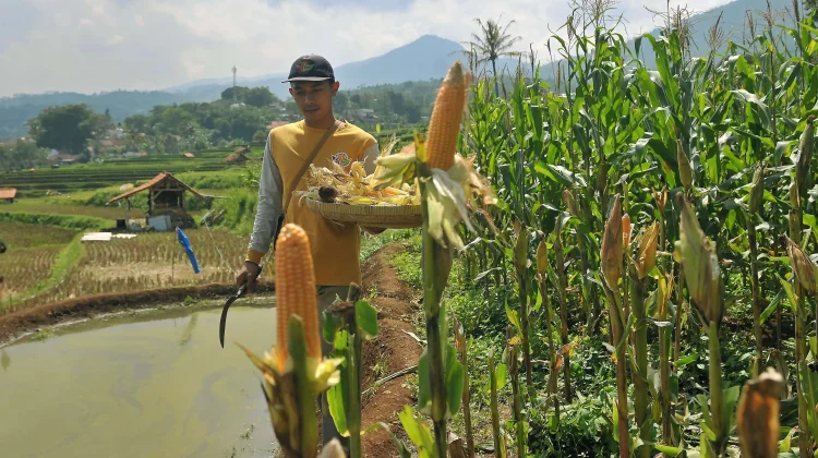 Berpotensi Tinggi di Lahan Kering, Produksi Jagung di Jawa Barat Terus Didorong