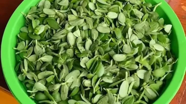 Pencok Katel: Cita Rasa Unik Kuliner Khas Majalengka