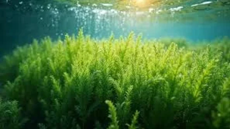 Teknologi Pengering Rumput Laut Berbasis Energi Surya ITB