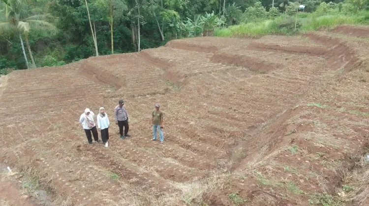 Ketahanan Pangan, Petani Optimalkan Lahan Tidur Tanami Jagung