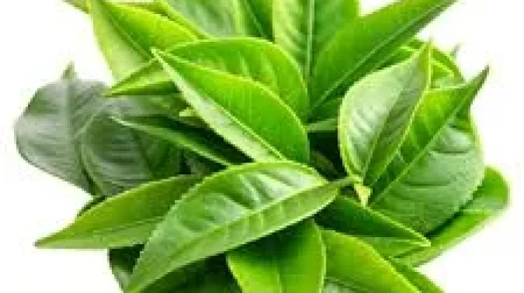Manfaat Getah Jarak untuk Kesehatan dan Pengobatan Tradisional